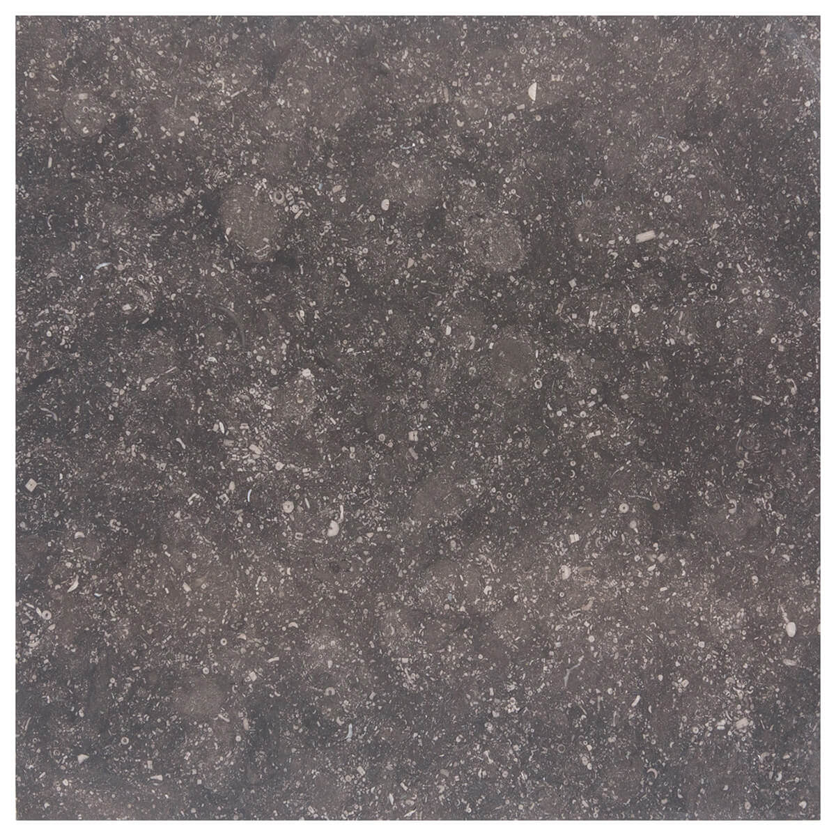 Noir Sully Limestone Field Tile | 12