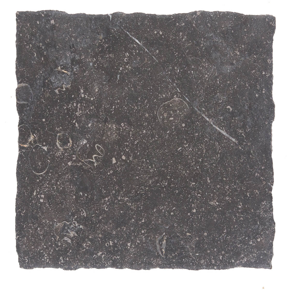 Noir Sully Limestone Field Tile | 18